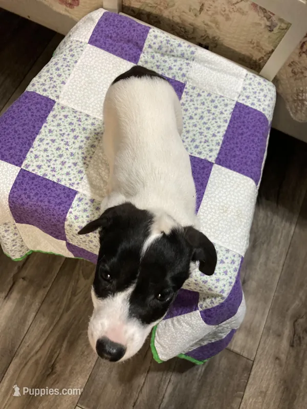 Jack Russell girl – Jack Russell Terrier puppy for sale in Albemarle, NC