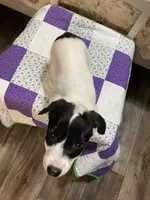 Jack Russell girl, a female Jack Russell Terrier for sale in Albemarle, NC – Photo 1 of 8