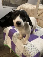 Jack Russell girl, a female Jack Russell Terrier for sale in Albemarle, NC – Photo 8 of 8