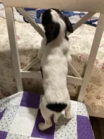 Jack Russell girl, a female Jack Russell Terrier for sale in Albemarle, NC – Photo 2 of 8