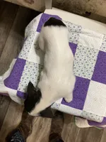 Jack Russell girl, a female Jack Russell Terrier for sale in Albemarle, NC – Photo 7 of 8