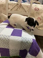 Jack Russell girl, a female Jack Russell Terrier for sale in Albemarle, NC – Photo 5 of 8