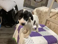 Jack Russell girl, a female Jack Russell Terrier for sale in Albemarle, NC – Photo 4 of 8