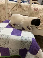 Jack Russell girl, a female Jack Russell Terrier for sale in Albemarle, NC – Photo 6 of 8