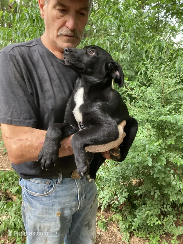 German Shepherd boy – German Shepherd Dog puppy for sale in Albemarle, NC