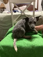 Australian Shepherd boy, a male Australian Cattle Dog for sale in Albemarle, NC – 9 of 9