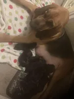 Bloodhound puppies, a female Bloodhound for sale in Albemarle, NC – Photo 6 of 10