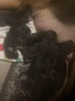 Bloodhound puppies, a female Bloodhound for sale in Albemarle, NC – Photo 4 of 10