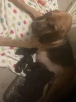 Bloodhound puppies, a female Bloodhound for sale in Albemarle, NC – Photo 10 of 10