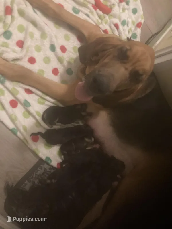 Bloodhound puppies