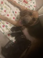 Bloodhound puppies, a female Bloodhound for sale in Albemarle, NC – Photo 1 of 10