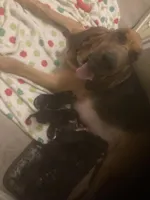 Bloodhound puppies, a female Bloodhound for sale in Albemarle, NC – Photo 3 of 10