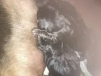 Bloodhound puppies, a female Bloodhound for sale in Albemarle, NC – Photo 7 of 10