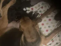 Bloodhound puppies, a female Bloodhound for sale in Albemarle, NC – Photo 9 of 10