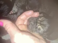 Bloodhound puppies, a female Bloodhound for sale in Albemarle, NC – Photo 5 of 10