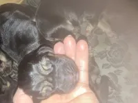 Bloodhound puppies, a female Bloodhound for sale in Albemarle, NC – Photo 8 of 10