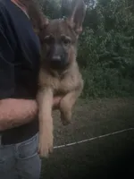 German Shepherd girl, a female German Shepherd Dog for sale in Albemarle, NC – 2 of 4