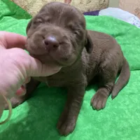 Chocolate boy, a male Labrador Retriever for sale in Albemarle, NC – Photo 6 of 7