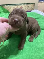 Chocolate boy, a male Labrador Retriever for sale in Albemarle, NC – Photo 6 of 7