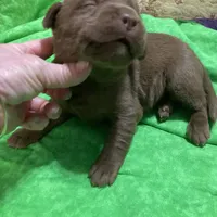 Chocolate boy, a male Labrador Retriever for sale in Albemarle, NC – Photo 4 of 7