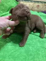 Chocolate boy, a male Labrador Retriever for sale in Albemarle, NC – Photo 4 of 7