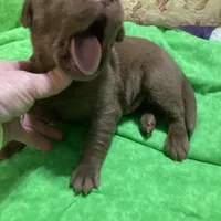 Chocolate boy, a male Labrador Retriever for sale in Albemarle, NC – Photo 1 of 7