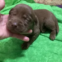 Chocolate boy, a male Labrador Retriever for sale in Albemarle, NC – Photo 7 of 7