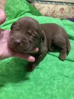 Chocolate boy, a male Labrador Retriever for sale in Albemarle, NC – Photo 7 of 7