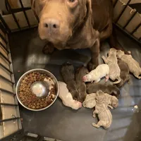 Chocolate boy, a male Labrador Retriever for sale in Albemarle, NC – Photo 2 of 7
