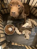 Chocolate boy, a male Labrador Retriever for sale in Albemarle, NC – Photo 2 of 7