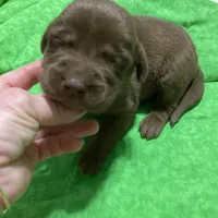 Chocolate boy, a male Labrador Retriever for sale in Albemarle, NC – Photo 3 of 7