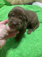 Chocolate boy, a male Labrador Retriever for sale in Albemarle, NC – Photo 3 of 7
