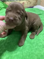 Chocolate boy, a male Labrador Retriever for sale in Albemarle, NC – Photo 5 of 7