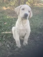 Yellow males, a male Labrador Retriever for sale in Albemarle, NC – Photo 1 of 8