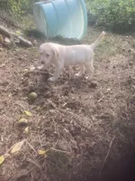 Yellow males, a male Labrador Retriever for sale in Albemarle, NC – Photo 8 of 8