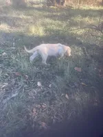 Yellow males, a male Labrador Retriever for sale in Albemarle, NC – Photo 4 of 8