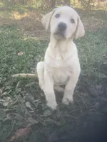 Yellow males, a male Labrador Retriever for sale in Albemarle, NC – Photo 5 of 8