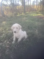 Yellow males, a male Labrador Retriever for sale in Albemarle, NC – Photo 3 of 8