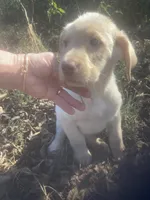 Yellow males, a male Labrador Retriever for sale in Albemarle, NC – Photo 7 of 8