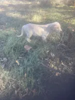 Yellow males, a male Labrador Retriever for sale in Albemarle, NC – Photo 2 of 8