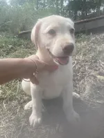 Yellow males, a male Labrador Retriever for sale in Albemarle, NC – Photo 6 of 8