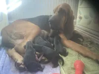 Bloodhound puppies, a male Bloodhound for sale in Albemarle, NC – Photo 6 of 8