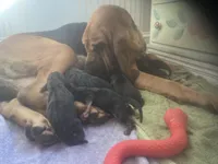 Bloodhound puppies, a male Bloodhound for sale in Albemarle, NC – Photo 7 of 8