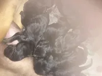 Bloodhound puppies, a male Bloodhound for sale in Albemarle, NC – Photo 4 of 8