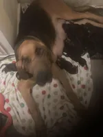 Bloodhound puppies, a male Bloodhound for sale in Albemarle, NC – Photo 8 of 8