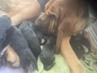 Bloodhound puppies, a male Bloodhound for sale in Albemarle, NC – Photo 1 of 8