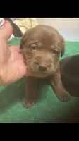 Musket puppies, a female Labrador Retriever for sale in Albemarle, NC – Photo 2 of 3