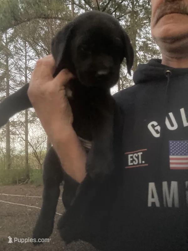 Black male Lab puppy  – Labrador Retriever puppy for sale in Albemarle, NC