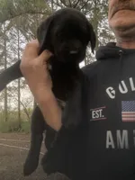 Black male Lab puppy , a male Labrador Retriever for sale in Albemarle, NC – Photo 1 of 2