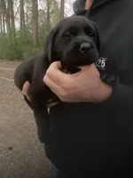 Black male Lab puppy , a male Labrador Retriever for sale in Albemarle, NC – Photo 2 of 2